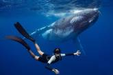 Впечатляющие подводные снимки от Скотта Уилсона. ФОТО