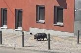 В Виннице свинья стала звездой соцсетей. ФОТО