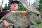 Кража в Великобритании: похищен самый большой кролик в мире. ВИДЕО