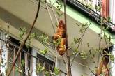 Жительница Польши приняла висящий на дереве круассан за животное и вызвала экстренные службы его «спасти». ФОТО