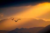 Фотографии финалистов конкурса Bird Photographer Of The Year. ФОТО