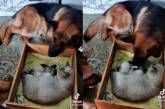 Двое псов взяли под охрану кошку с котятами (ВИДЕО)