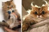 Котята очень быстро растут: до и после. ФОТО