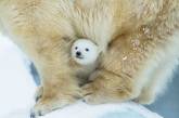 Очаровательные полярные медвежата растопят ваше сердце. ФОТО
