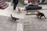 Беременная кошка прогнала двух собак со своей территории. ВИДЕО