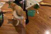 «Я не виноват»: пес умилил реакцией на разбитую вазу. ВИДЕО