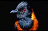 Питохуи: самая ядовитая птица планеты. ФОТО