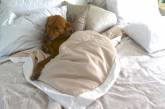 Собаки спят на хозяйской кровати. ФОТО