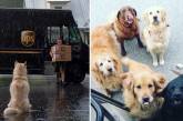 Собаки встречают почтальонов. ФОТО
