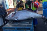 Австралийские рыбаки поймали тунца весом около 300 кг. ФОТО
