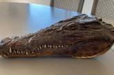 В Новой Зеландии продают голову крокодила, убитого принцем Филиппом. ФОТО