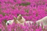 Белые медведи в бескрайних зарослях иван-чая. ФОТО