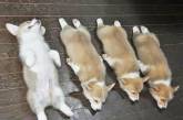 Забавные фотографии спящих щенков