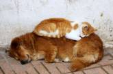 Коты используют собак вместо подушки. ФОТО