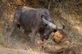 Лев был повержен буйволом в жестокой схватке. ФОТО