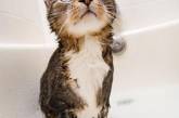 Коты, которые обожают водные процедуры. ФОТО