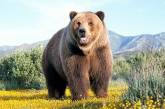 Погоня медведя за велосипедистом в Монтане стала хитом Сети. ВИДЕО