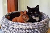 Неразлучные друзья: бельчонок и кот. ФОТО