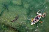 Акулы плавают рядом с отдыхающими у побережья Израиля. ФОТО