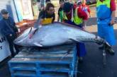 Рыбаки выловили тунца-гиганта весом 275 кило. ФОТО