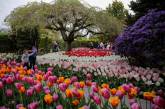 Фестиваль цветущих тюльпанов Skagit Valley Tulip Festival в Вашингтоне. ФОТО