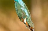 Снимки ныряющего зимородка. ФОТО