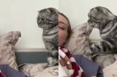 Забавный ролик: кошка пыталась разбудить хозяйку. ВИДЕО