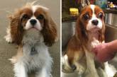 Забавные собаки, до и после принятия ванны. ФОТО