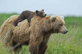 Очаровательные мамы-медведицы с медвежатами. ФОТО
