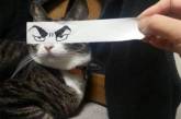 Фото котов с нарисованными на бумаге глазами. ФОТО