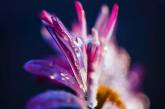 Красивые цветы и насекомые на снимках Сильвии Кобеловой. ФОТО