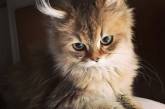 Подборка самых красивых кошек в мире. ФОТО
