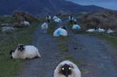 В темноте овцы выглядят страшновато. ФОТО