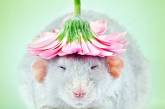 Снимки домашних крыс, доказывающие, что они милахи. ФОТО