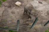 Слониха подала в суд на зоопарк из-за неволи. ФОТО