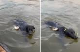 Видео, на котором рыба атаковала плывущего пса, набирает популярность в Сети