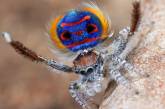 Красивые павлиньи пауки. ФОТО