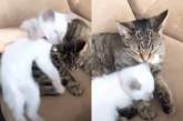Котенку подарили «сестренку»: малыши трогательно обнялись. ВИДЕО