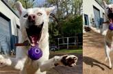 Пса сфотографировали в момент ловли мяча и он поразил Сеть. ФОТО