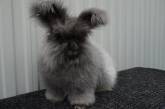 Самая пушистая порода кроликов в мире. ФОТО