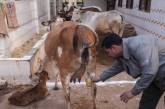 Индийцы начали защищаться от коронавируса фекалиями священных животных. ВИДЕО