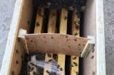 Пчелы в посылках Укрпочты начали оживать. ВИДЕО