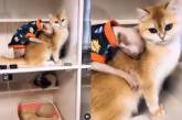 Любовь двух котов попала на видео и очровала Сеть (видео)