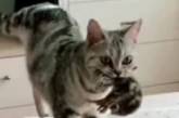 Заботливая кошка принесла котят под одеяло хозяйке (видео)