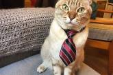 Очаровательные котики в галстуках выглядят по-деловому. ФОТО
