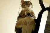 Кошки лежат на стекле: вид снизу. ФОТО