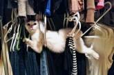 Котики, заслуживающие почетное звание «Самый бестолковый кот». ФОТО