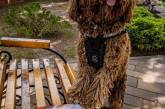 На Донбассе собака ГСЧС получила диплом терапевта. ФОТО