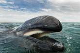 Красота дельфинов и китов от Кристофера Суонна. ФОТО