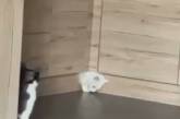 Настоящее колдовство: белый кот "просочился" сквозь узкую щель в мебели. ВИДЕО